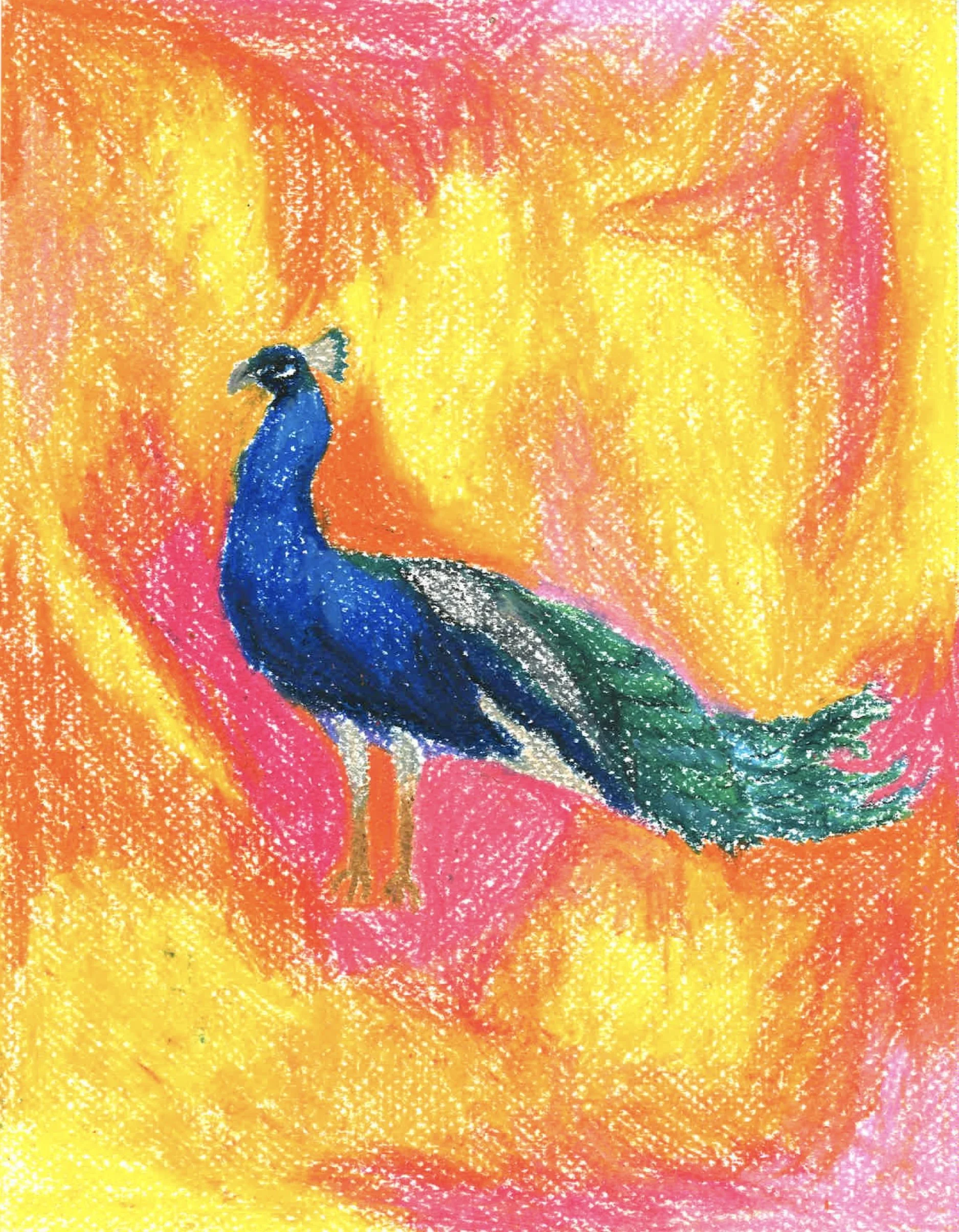 Colorful drawing of a peacock with a vibrant blue body and green tail standing against a fiery yellow, orange, and pink background.