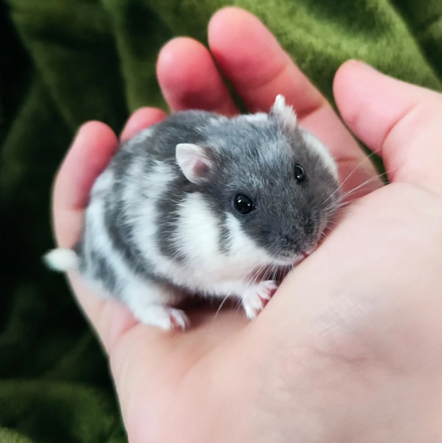Small hamsters with gray and white fur being held gently in someone's hand.