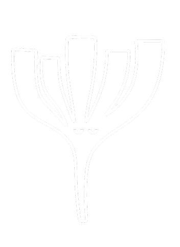 Outline of a plant with multiple elongated petals or leaves arranged in a circular pattern
