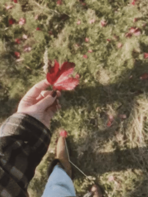 Person holding a red and green leaf in a grassy outdoor area with more leaves scattered on the ground.