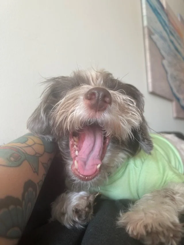The Story Of How I Rescued Bella Bean!