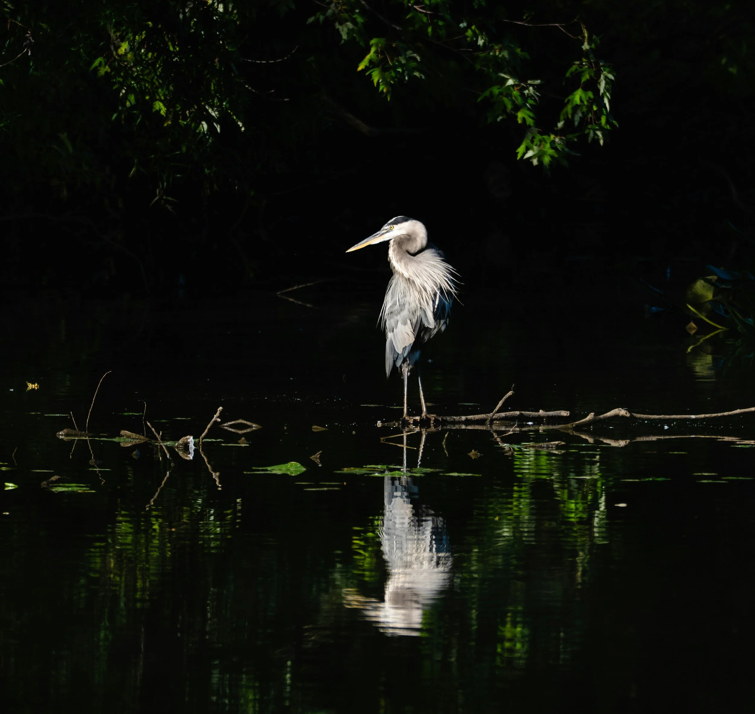 A heron standing on a branch in a dark, reflective water body surrounded by lush green foliage.