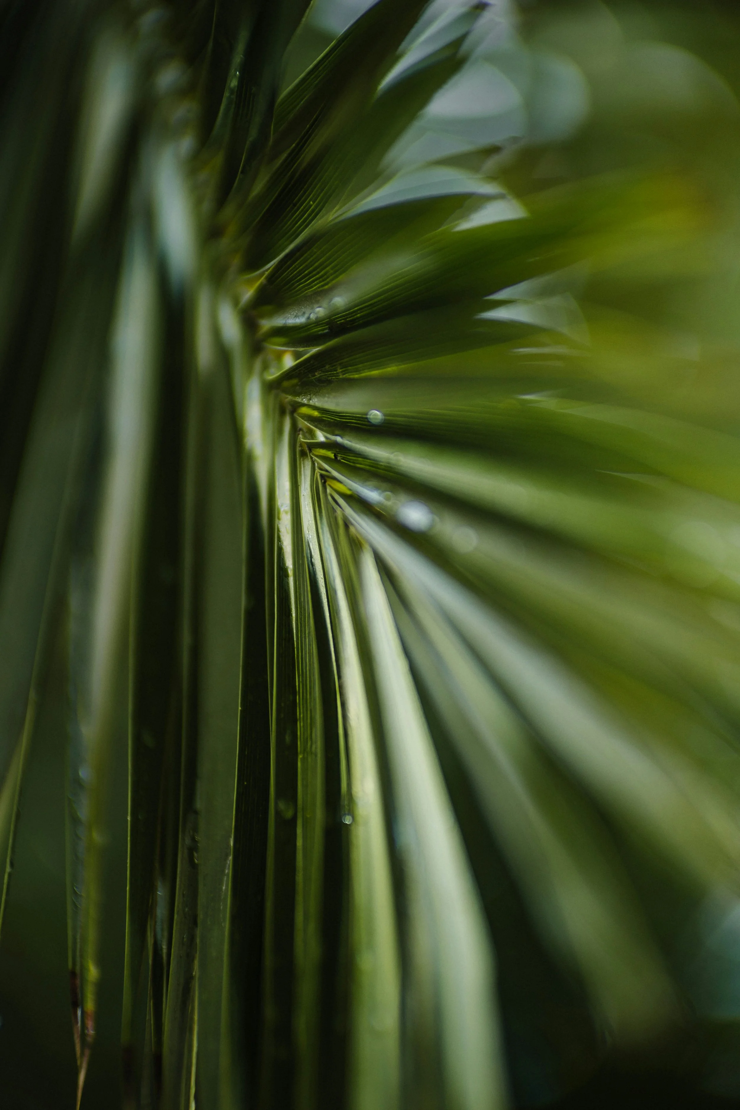 Close-up of green grass blades with water droplets.