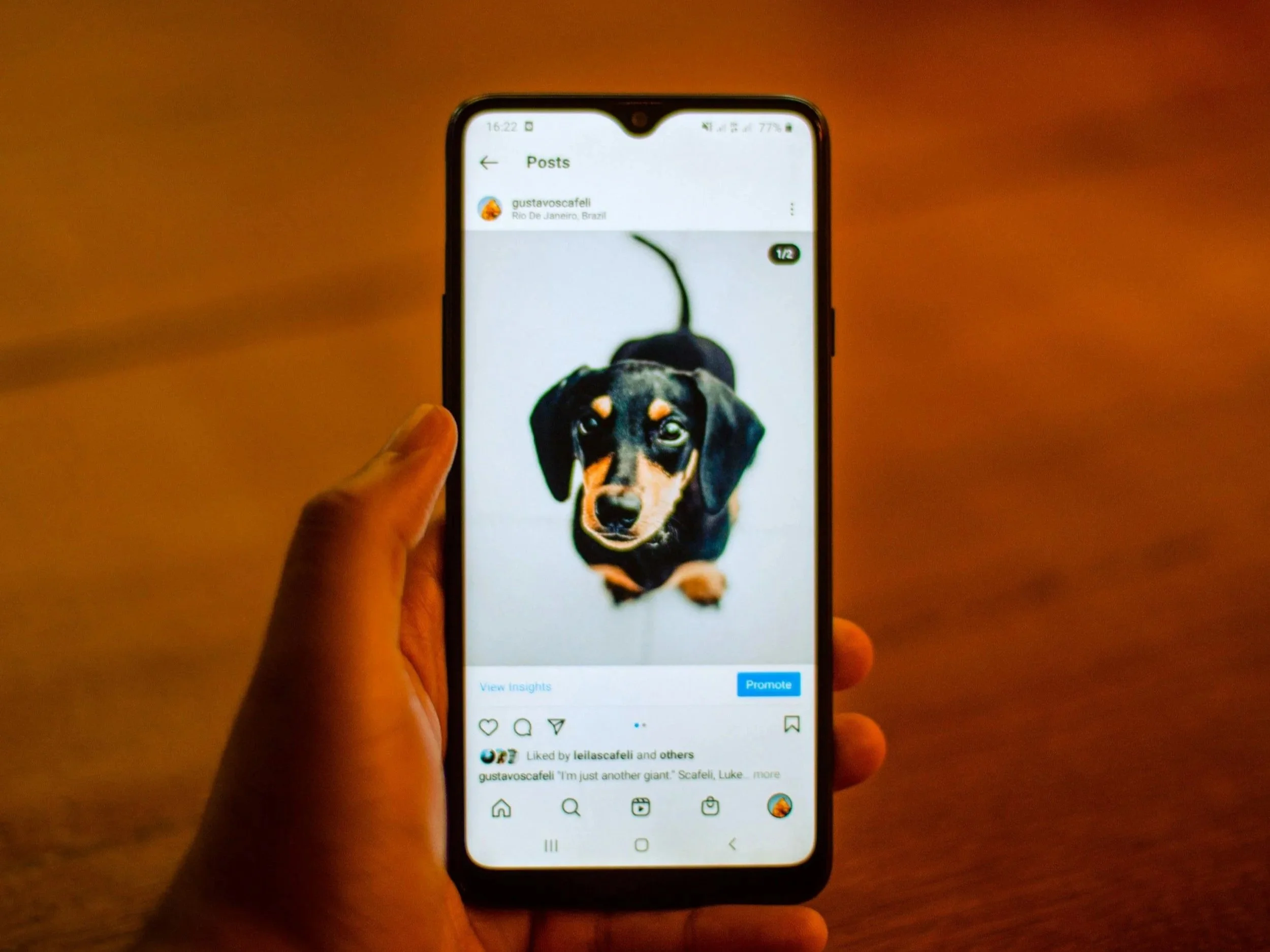 Capture d'écran d'une vidéo Instagram montrant un chiot noir et tan vue en plongée, tenu dans une main contre un fond intérieur.
