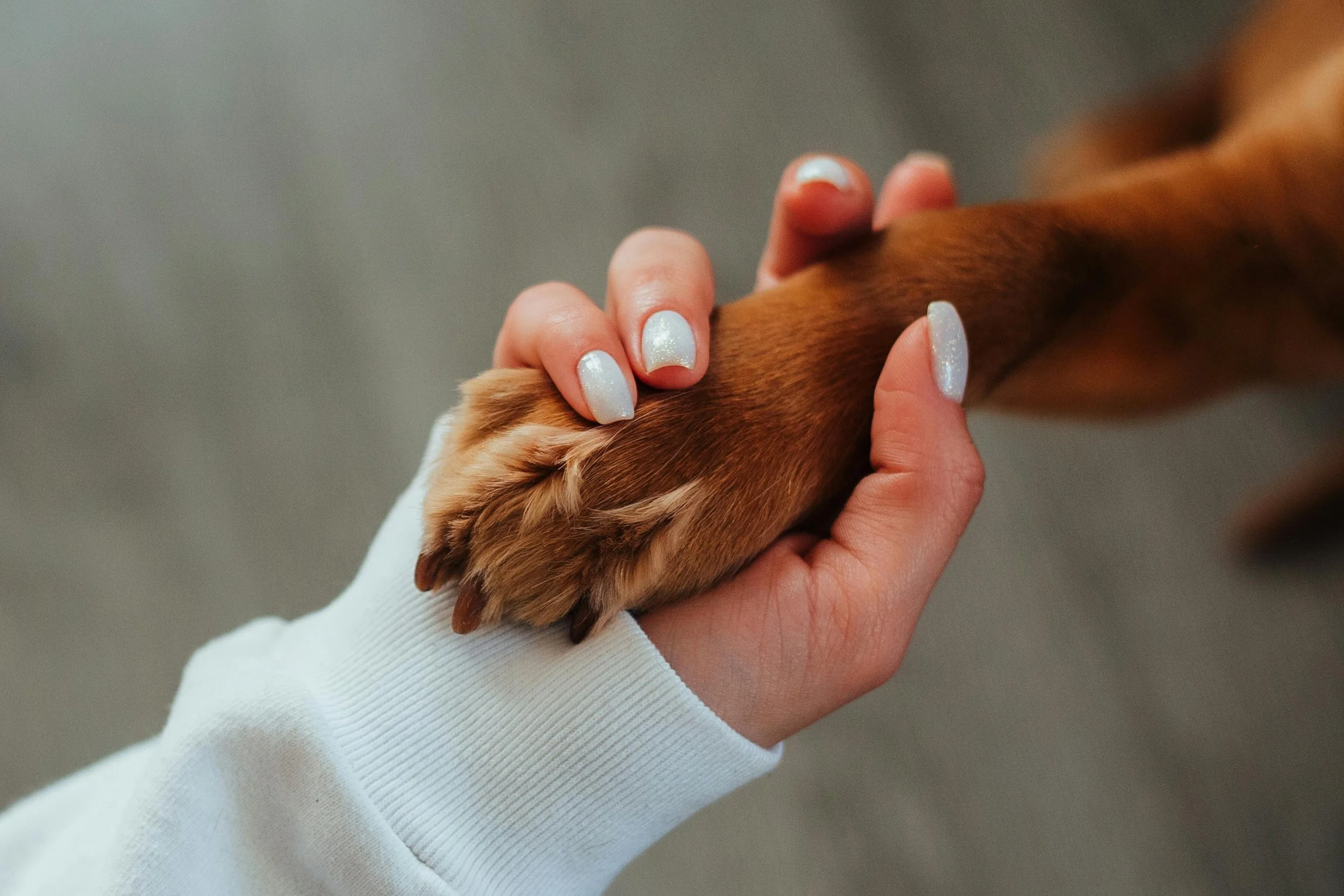 Une main humaine serre la patte d'un chien. La main humaine a des ongles en gel de couleur claire avec des paillettes.