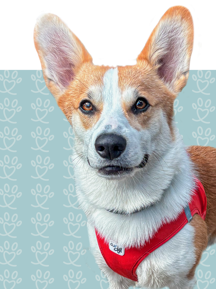 Un chien de race Corgi avec un collier rouge, regardant vers l'objectif, fond avec motif de pattes de chien.