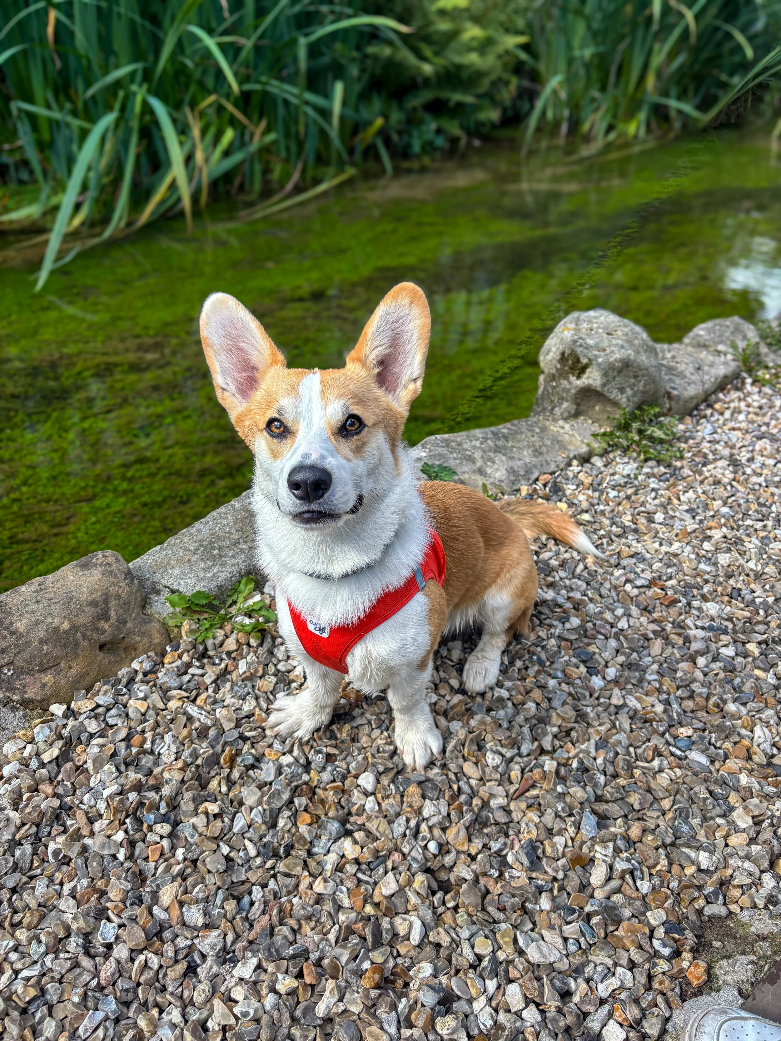 Un chien pluto_roux, blanc avec une veste rouge, assis sur un chemin de gravier près d'un étang entouré de végétation verte.