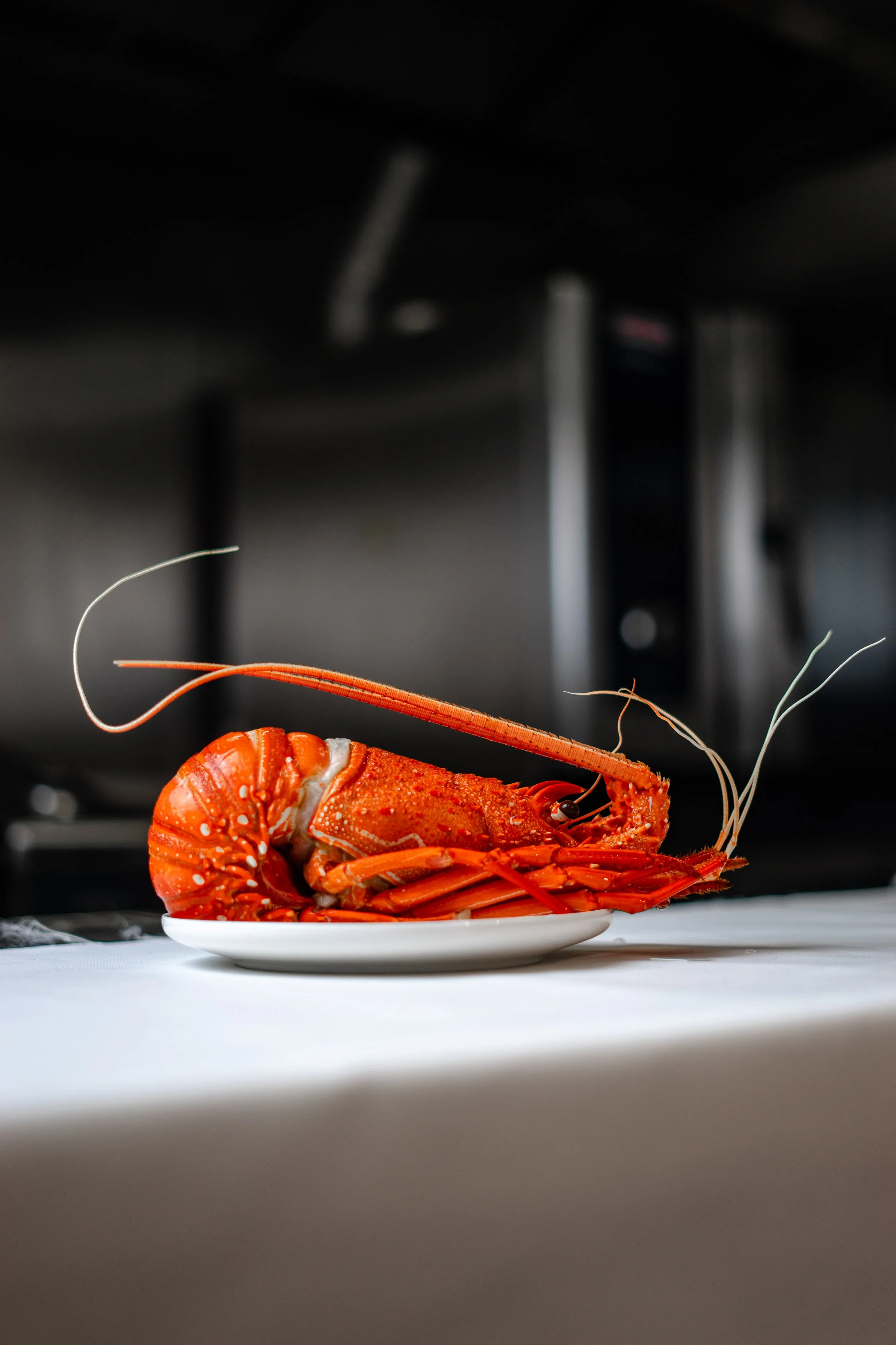 Une langouste rouge sur une petite assiette blanche sur une surface blanche, avec un fond sombre
