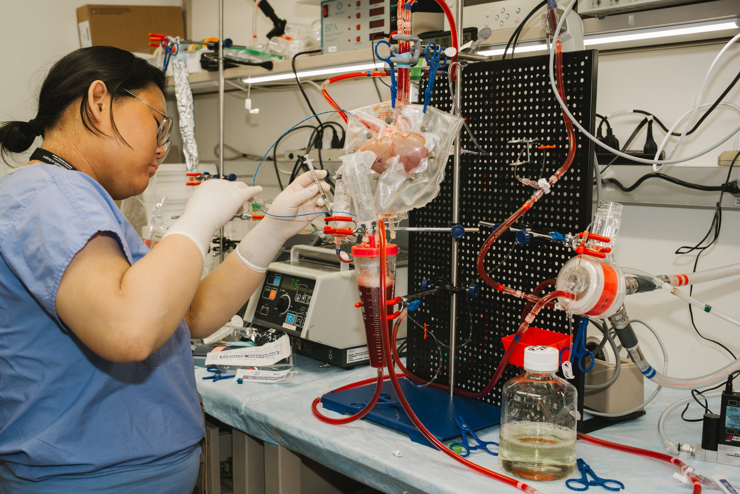 A scientist working with a heart outside a body in a laboratory setting, connected to various tubes and machines.