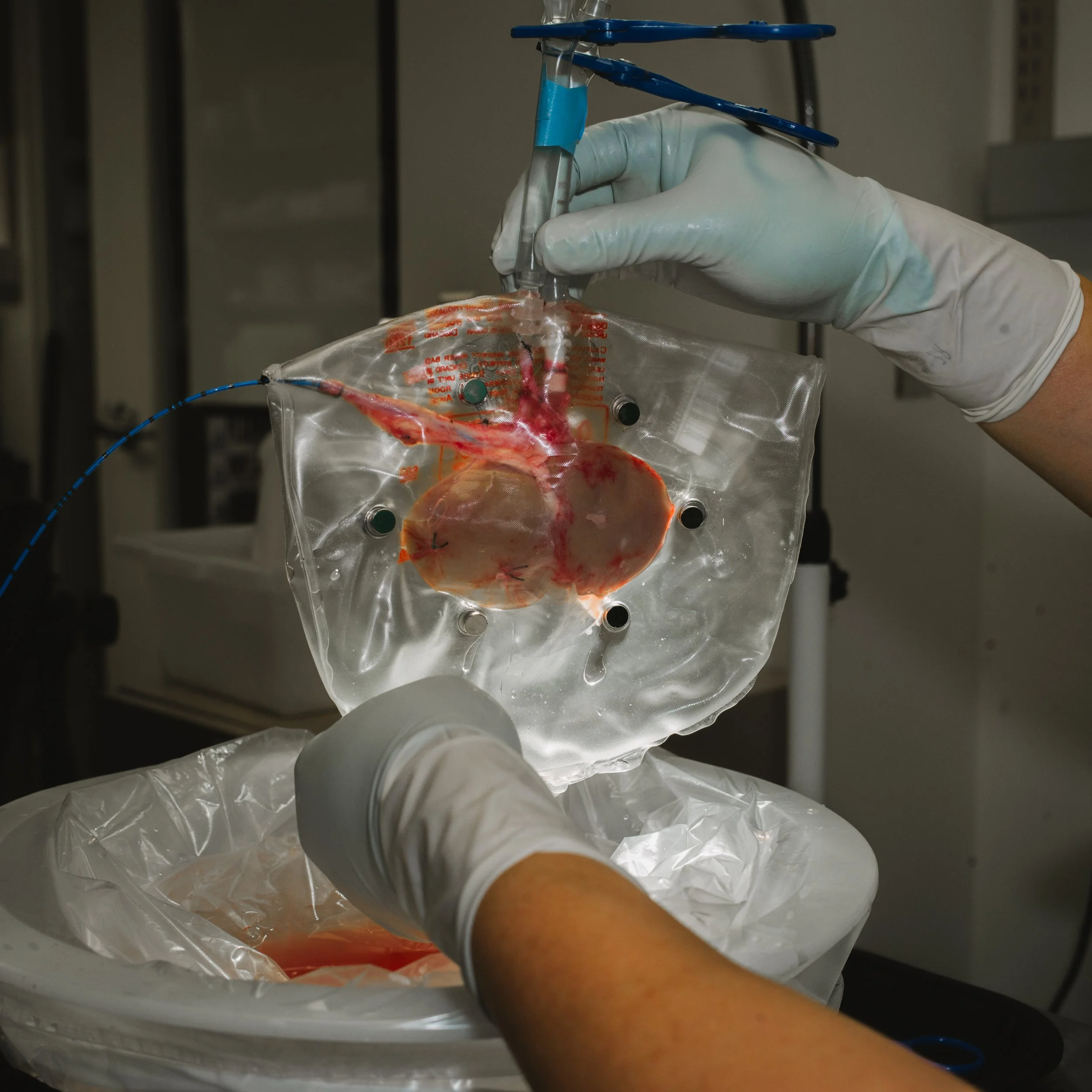 A scientist's hands in gloves handling a plastic bag containing a heart with connected tubes and electrodes, inside a laboratory.