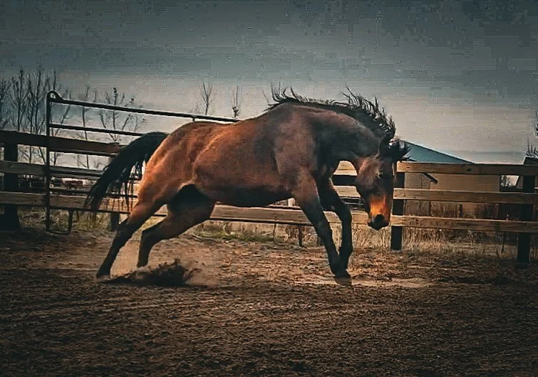 Screenshot_20210501-102057_Video Player.jpg