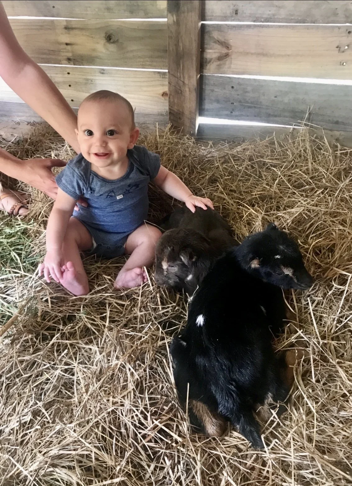 A toddler in grey shirt and diaper sitting on hay in a barn next to three guinea pigs, with wooden barn walls visible in the background.