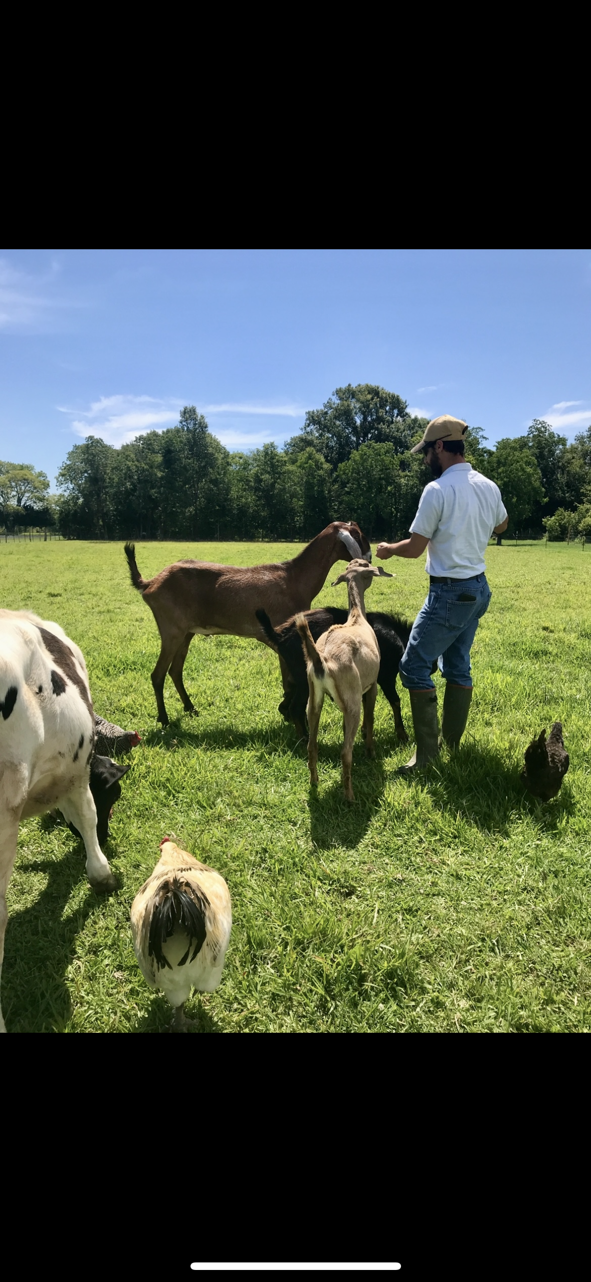 A man in a white shirt, jeans, and boots interacts with goats and a cow in a green field on a sunny day.