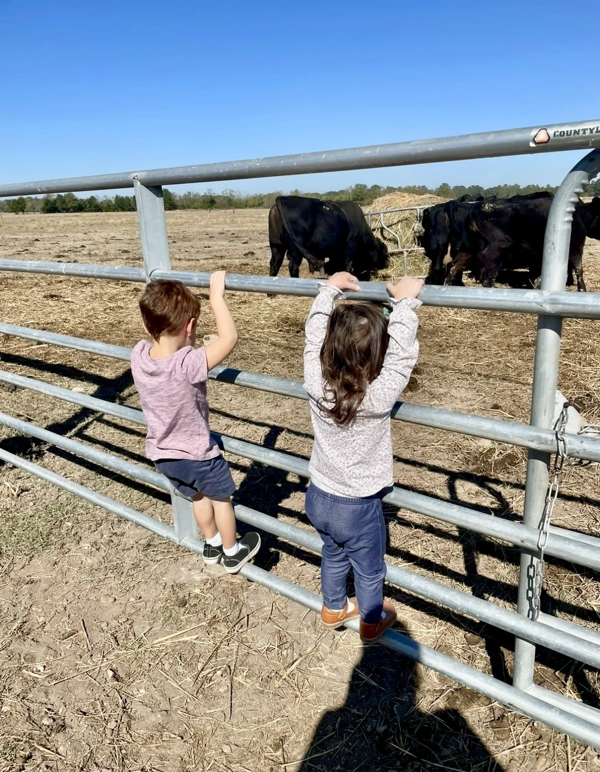 Two children standing on a metal fence watching cows in a field on a sunny day.