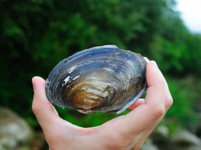 A freshwater mussel held in an open hand