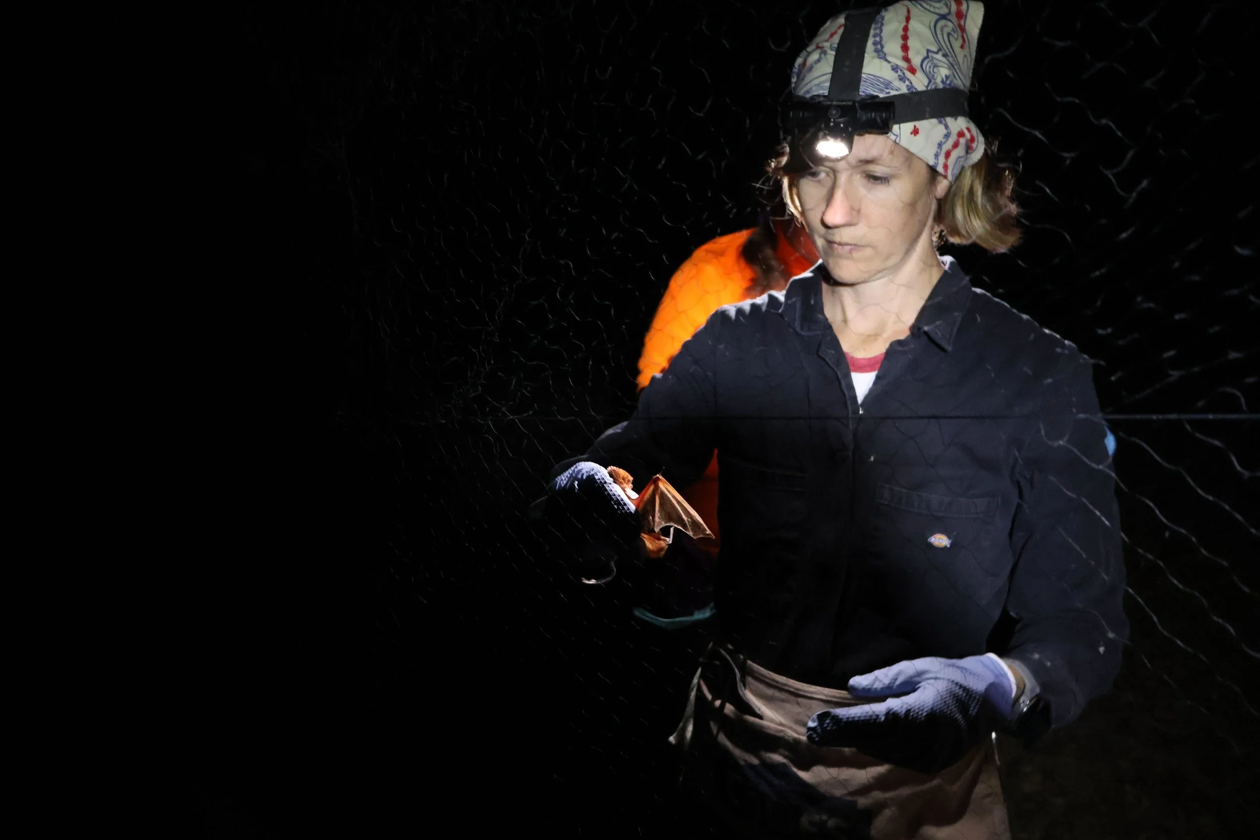 Bat misnetting surveys for Tennessee Wildlife Resources Agency