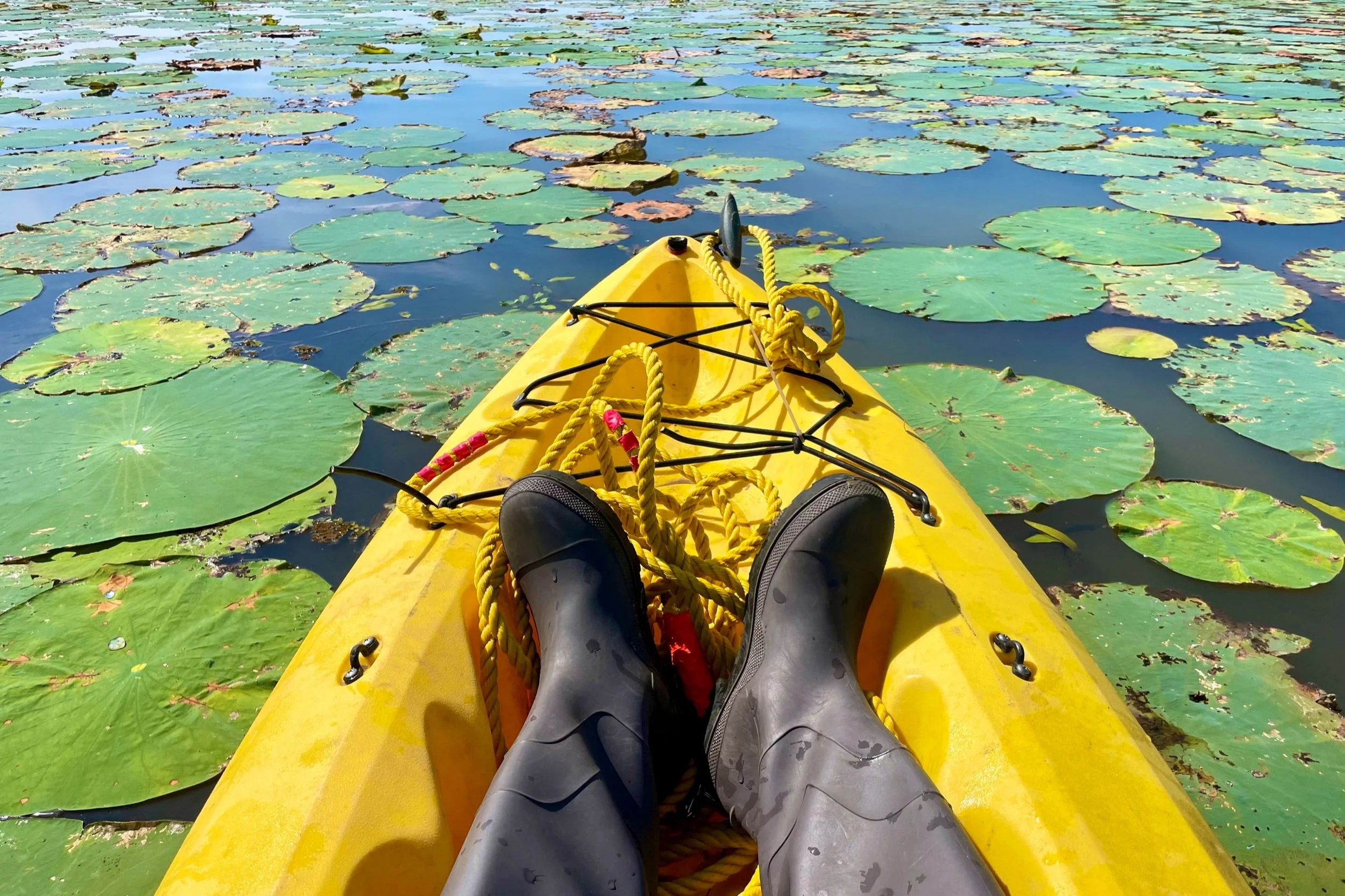 Kayak in Aquatic Vegetation