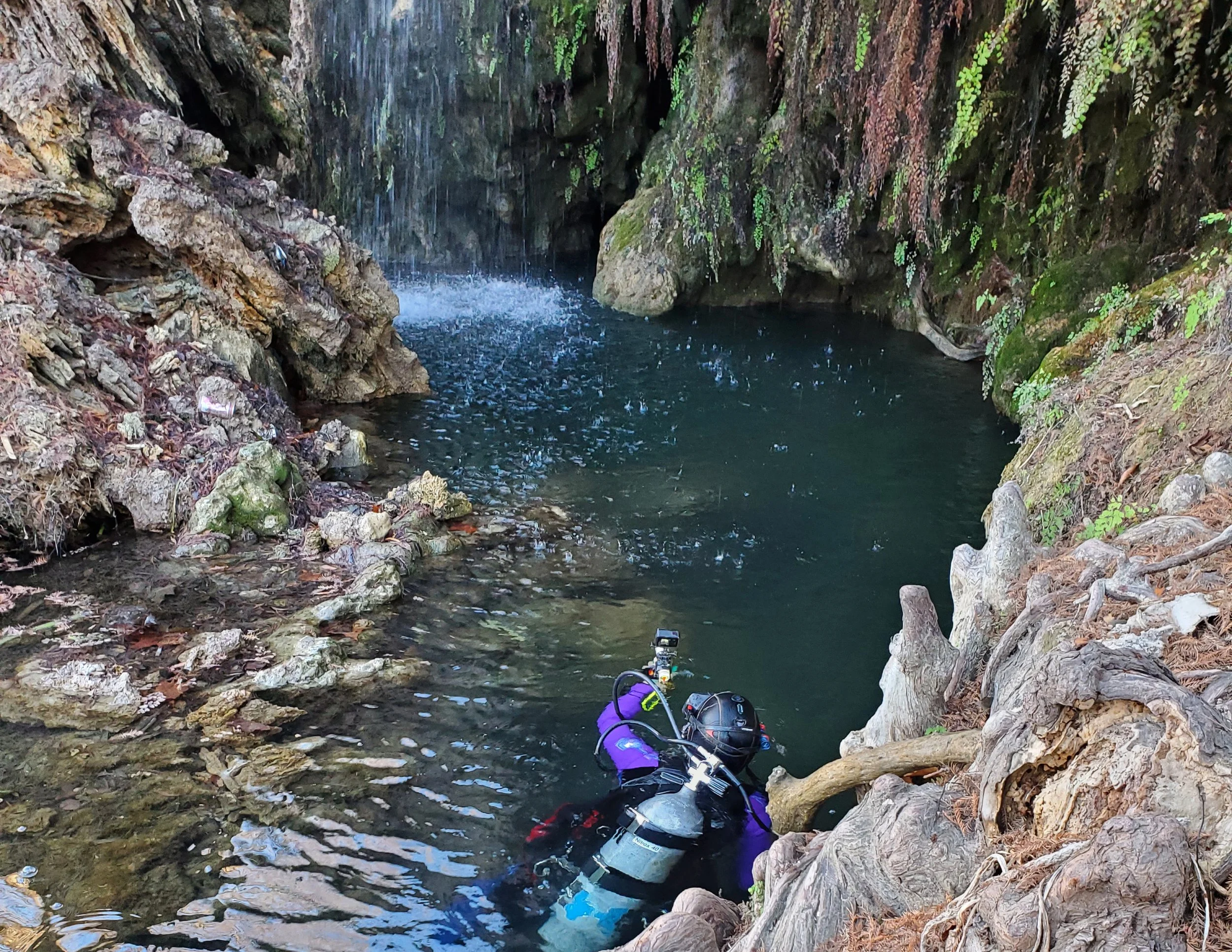 Environmental consultant performing underwater aquatic survey in a Texas spring to support ecological assessment and regulatory compliance.