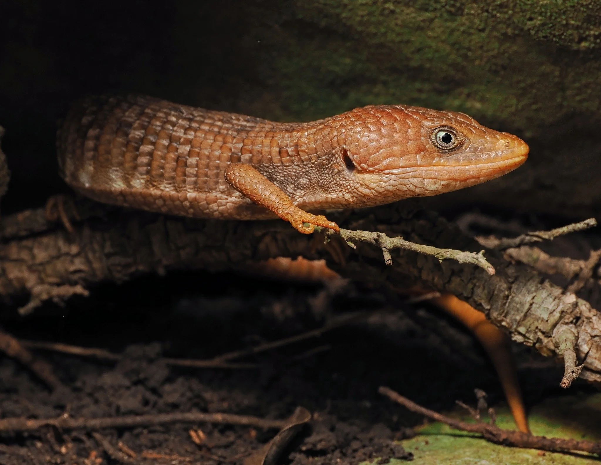 This Texas Alligator Lizard (Gerrhonotus infernalis) joined Zara scientists for an afternoon of digging in a cave near Lake Travis. Considering that the Texas Alligator Lizard is the largest native lizard in the state, it made quite an impression whe