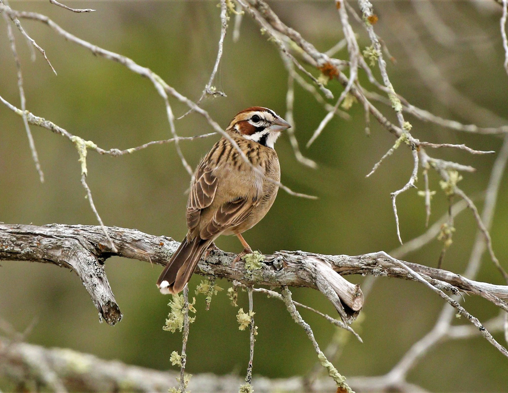 Zara scientists frequently conduct presence/absence surveys for endangered songbirds throughout Texas, and consequently encounter and record incidental observations of numerous other bird species.  This male Lark Sparrow (Chondestes grammacus) was ph