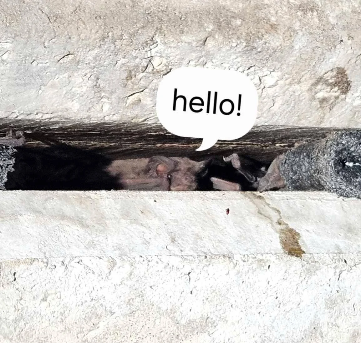 Bats. In bridges. A lot of them. 

And they&rsquo;re there on purpose. Stay tuned as we show how these projects actually work.