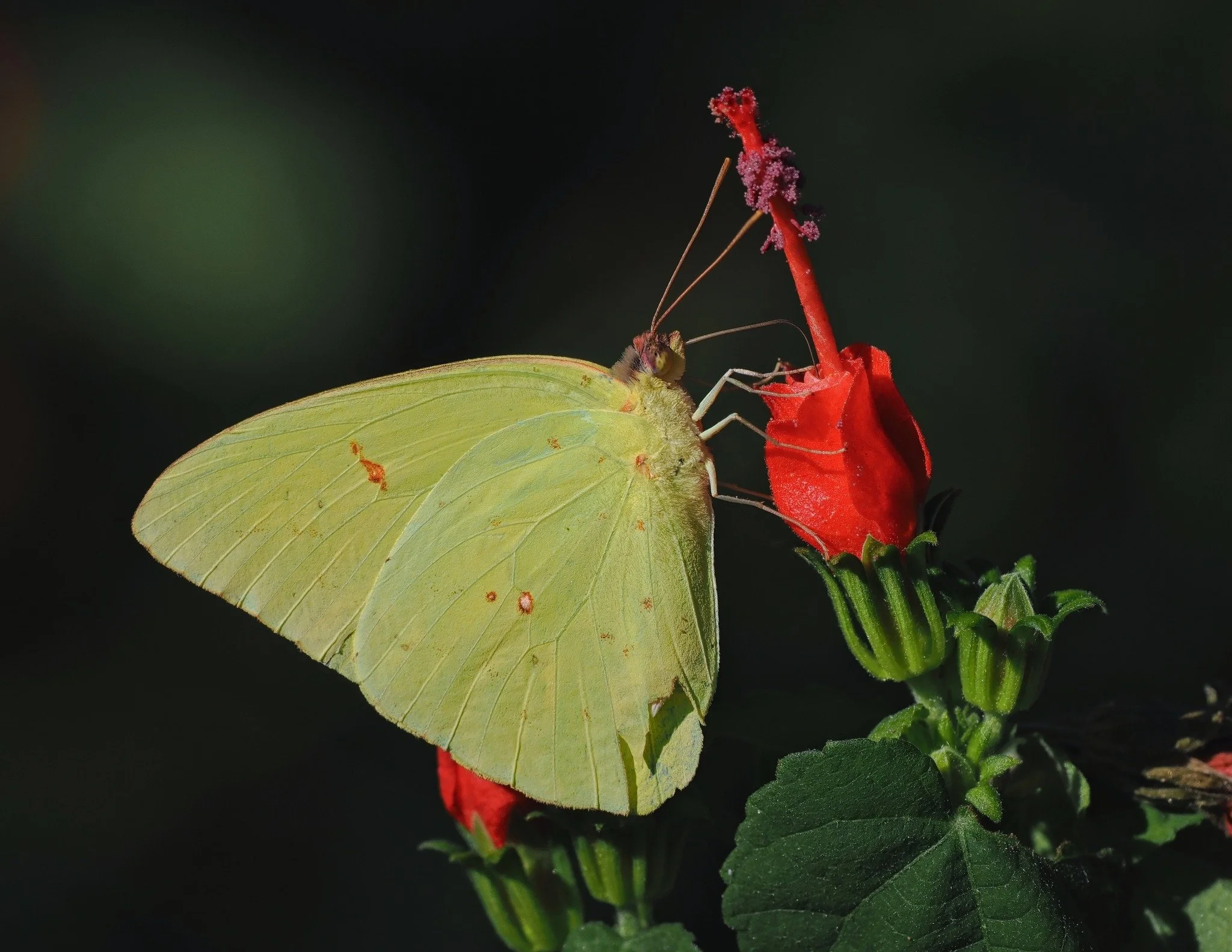 While setting up acoustic equipment for bat monitoring near Victoria, Texas, a Zara scientist spotted this cloudless sulphur butterfly (Phoebis sennae) starting the day off with a breakfast of Turk's Cap (Malvaviscus arboreus) nectar. Sulphur butterf