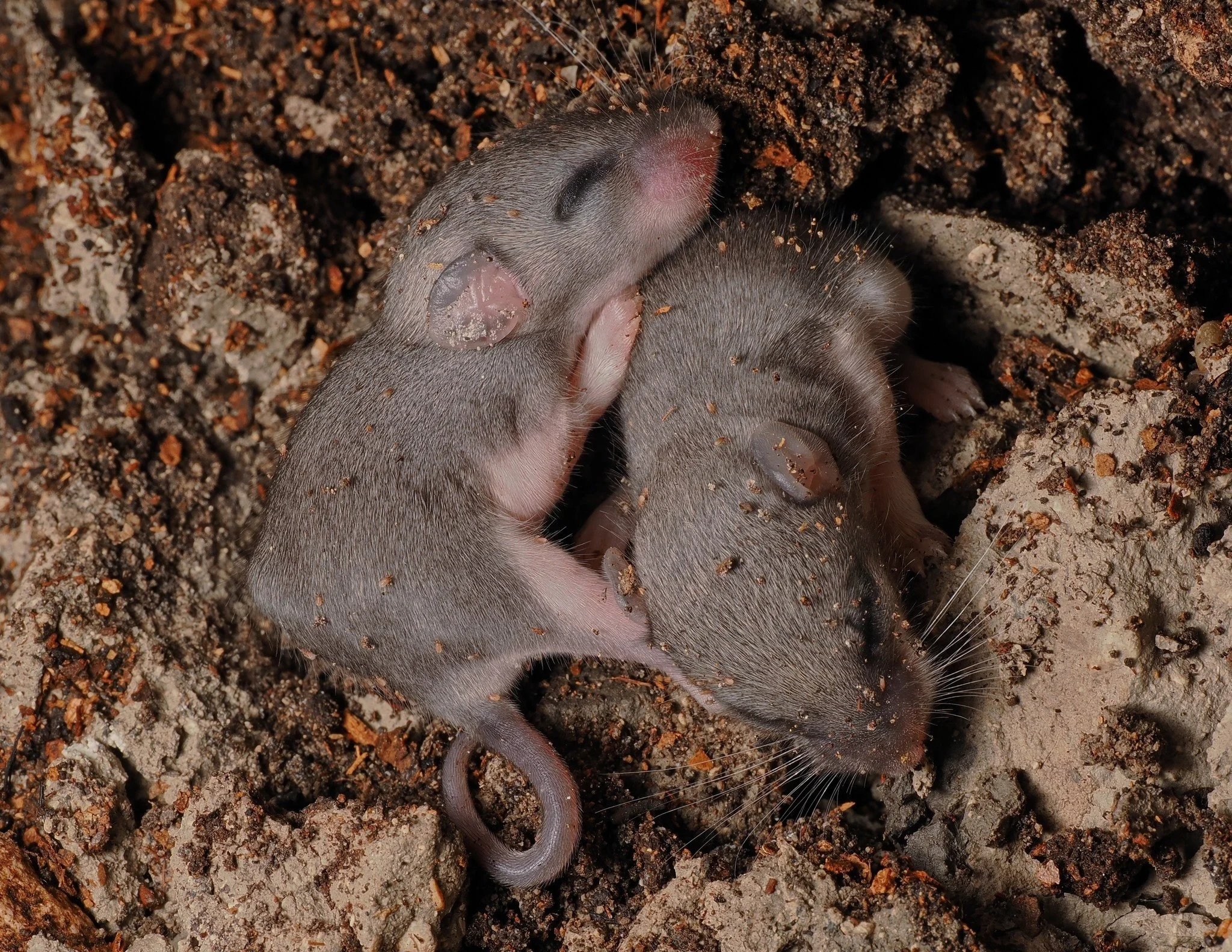 Shortly after crawling into a San Antonio cave, Zara scientists found themselves showered by baby mice raining from the ceiling. A brief investigation revealed that mother mouse was transporting babies in her mouth between nests high above the scient
