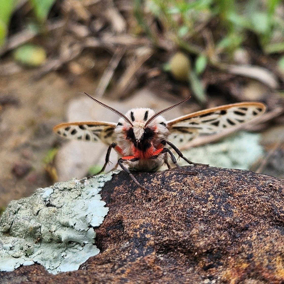 Just 44 days until Golden-cheeked Warbler survey season starts!

While you plan, please enjoy this selection of non-warbler photos we took during last year's round of GCWA surveys.

#GoldenCheekedWarbler #GCWA #EndangeredSpecies #WildlifePhotography