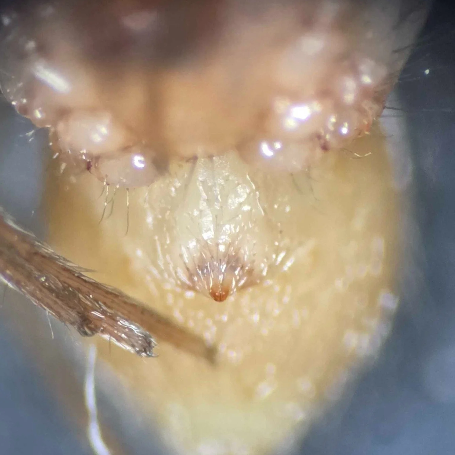 We commonly encounter sheet web spiders (genus Agyneta) and scaffold web spiders (genus Eidmannella) during surveys, and they can be tricky to tell apart at first glance. In the field, especially when you do not catch them sitting on their webs, the 