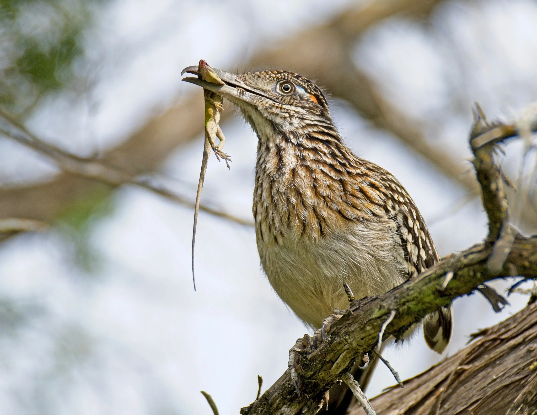 During a Golden-cheeked Warbler (Setophaga chrysoparia) survey, a Zara scientist crossed paths with this Greater Roadrunner (Geococcyx californianus) as it stalked through the grass searching for a meal. At nearly two feet in length and with a top sp