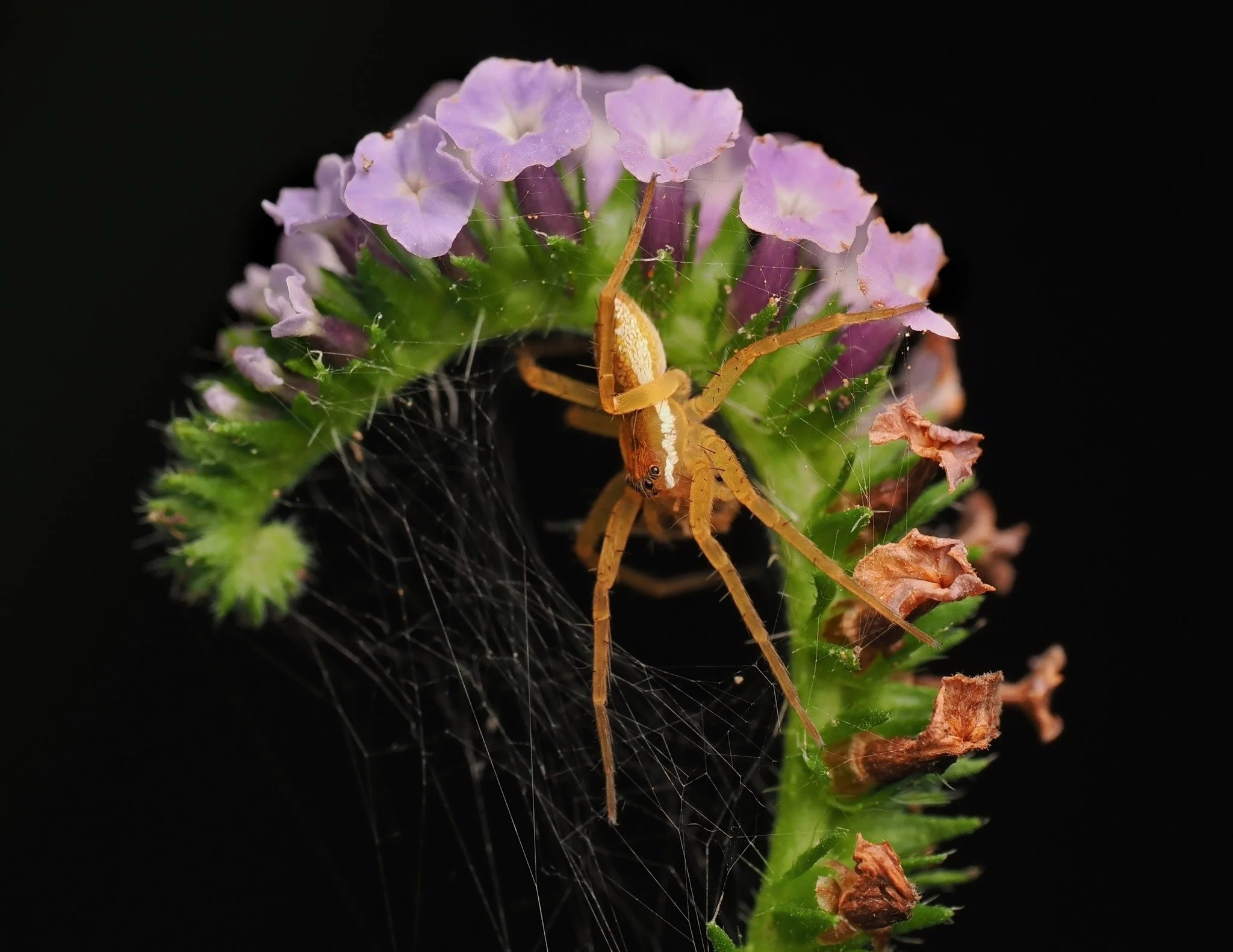 During a habitat evaluation in the Piney Woods of east Texas, a Zara scientist knelt down to document these Indian heliotrope flowers (Heliotropium indicum). Sensing the opportunity for a photoshoot, this nursery web spider (Pisauridae) darted into f