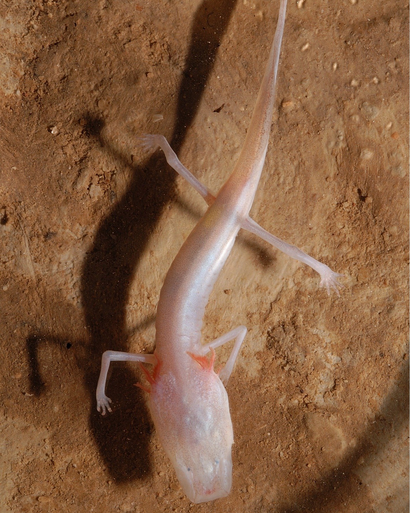 What has four legs, lives underwater in complete darkness its whole life, and lays eggs? 

If you guessed Texas blind salamander, you win the Endangered Species Day prize! (the prize is bragging rights)

Happy Endangered Species Day!