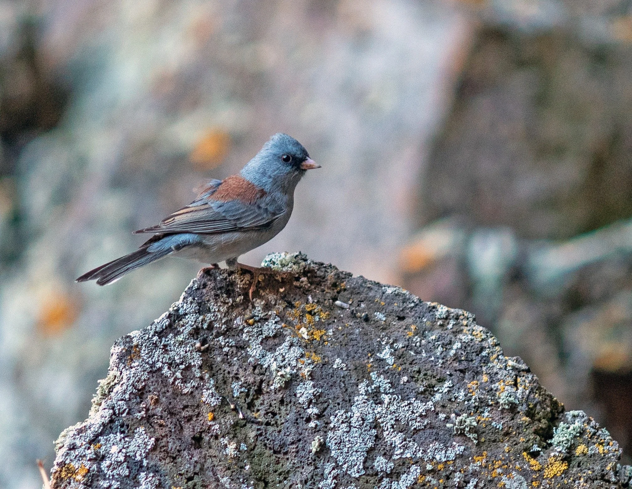 This Gray-headed Dark-eyed Junco (Junco hyemalis caniceps) was photographed in the woodlands of El Malpais National Monument, New Mexico. Juncos are members of the New World Sparrow family (Passerellidae) and are common to the Rocky Mountains of the 