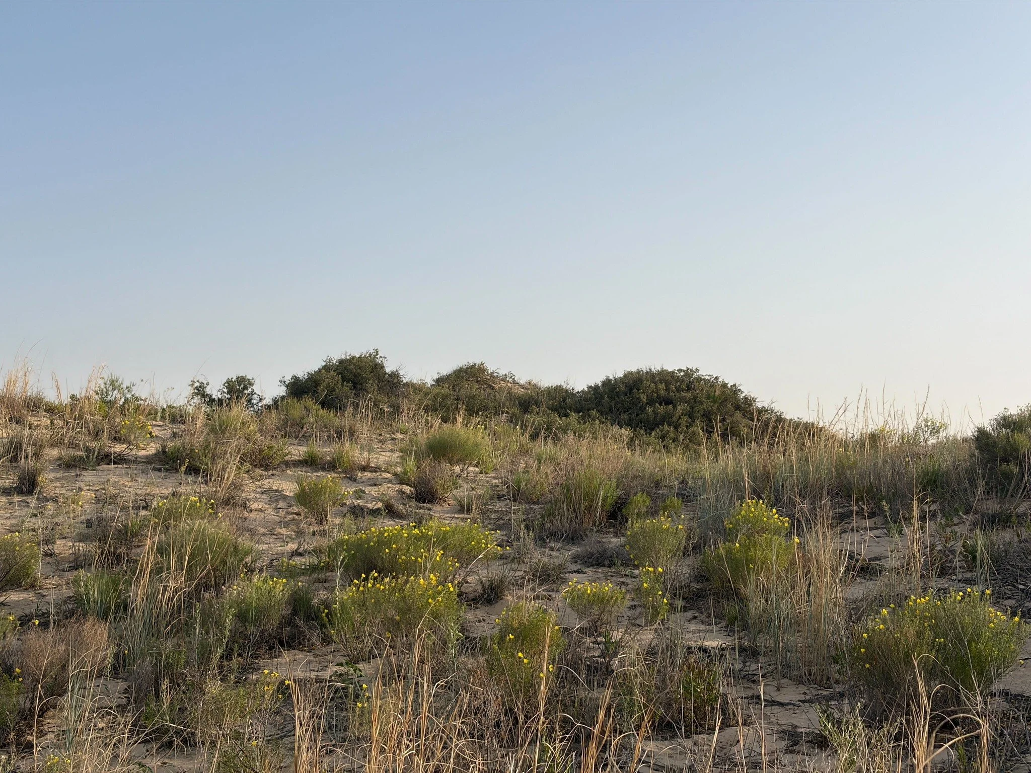 Do you know that desert lizards completely rely on woodland habitats to survive?

Dunes sagebrush lizard (Sceloporus arenicolus; DSL) are found in West Texas and southeastern New Mexico. They are habitat specialists for a specific woodland plant. The