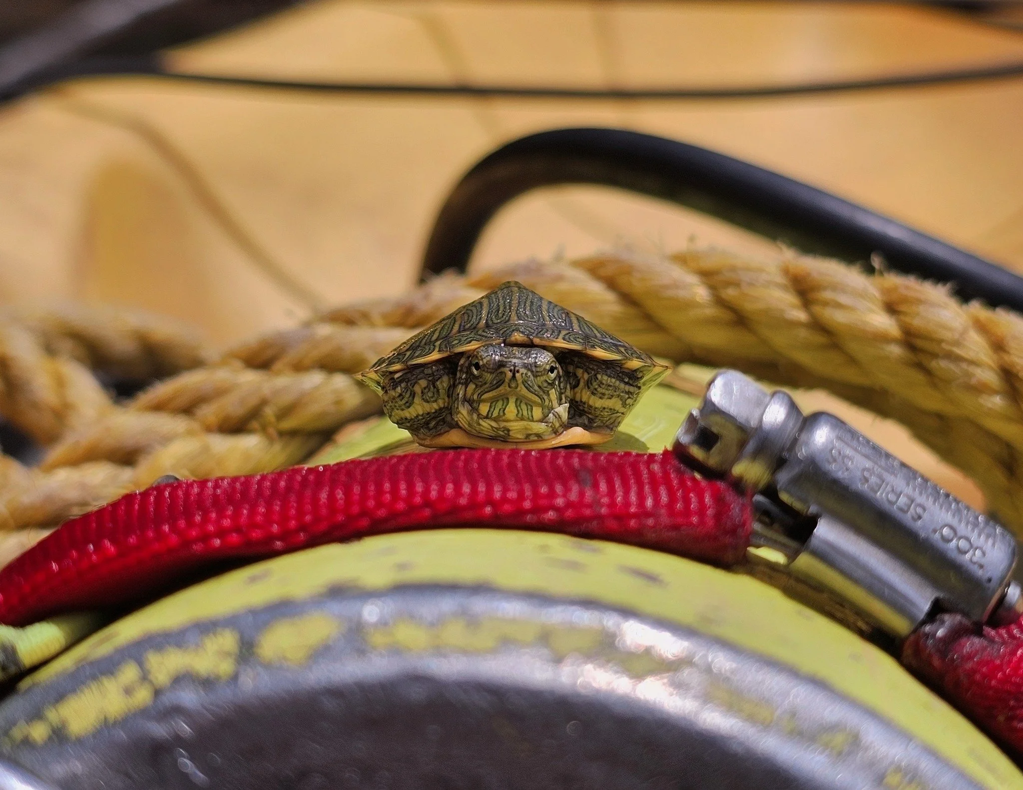 Ingenuity is the key to survival, and this juvenile slider (Trachemys scripta) that hitched a ride on a Zara scientist&rsquo;s kayak during a mussel survey is clearly going places. Best of all, it waited politely for a photo before slipping back into