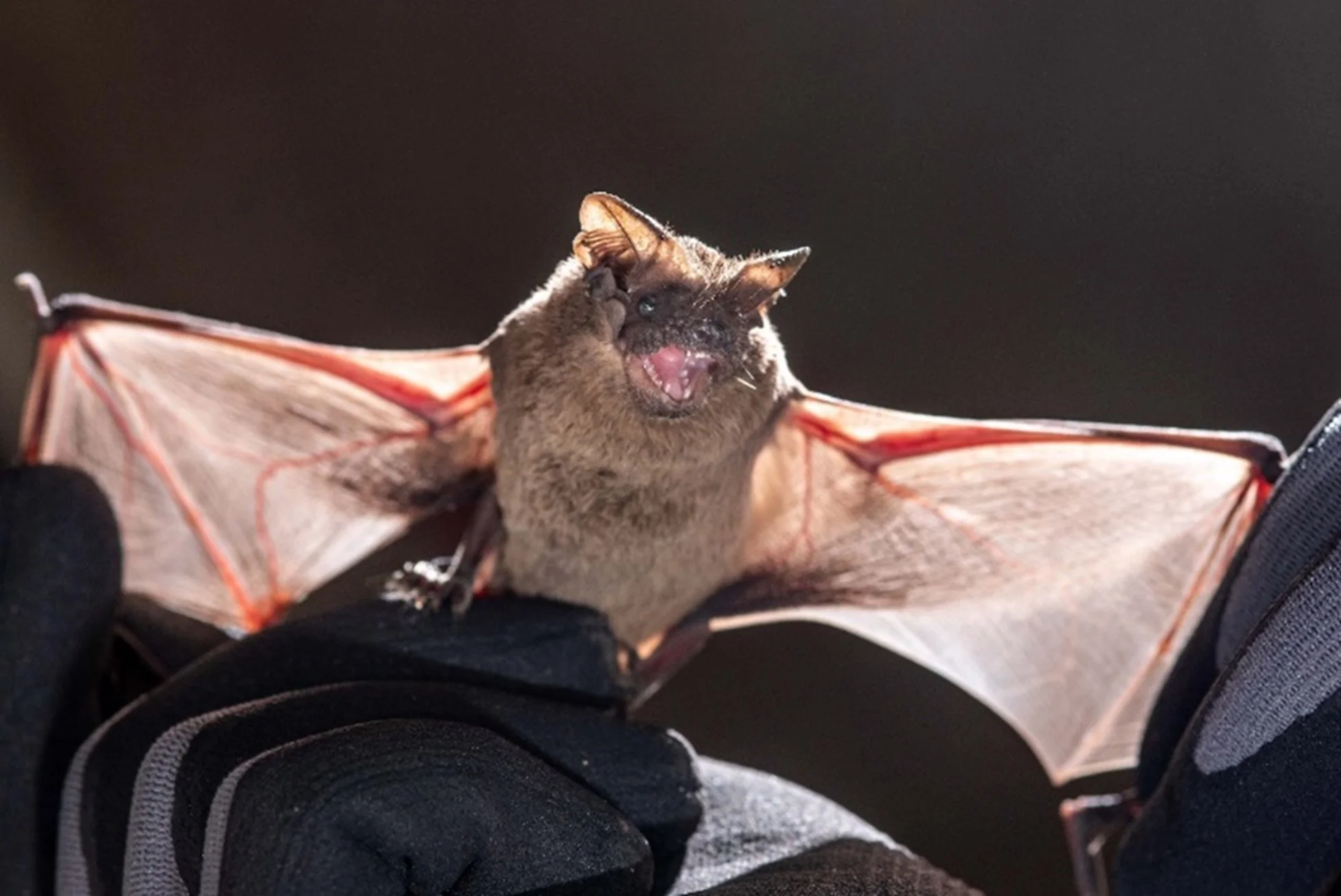 enhanced_bat_compressed.jpg