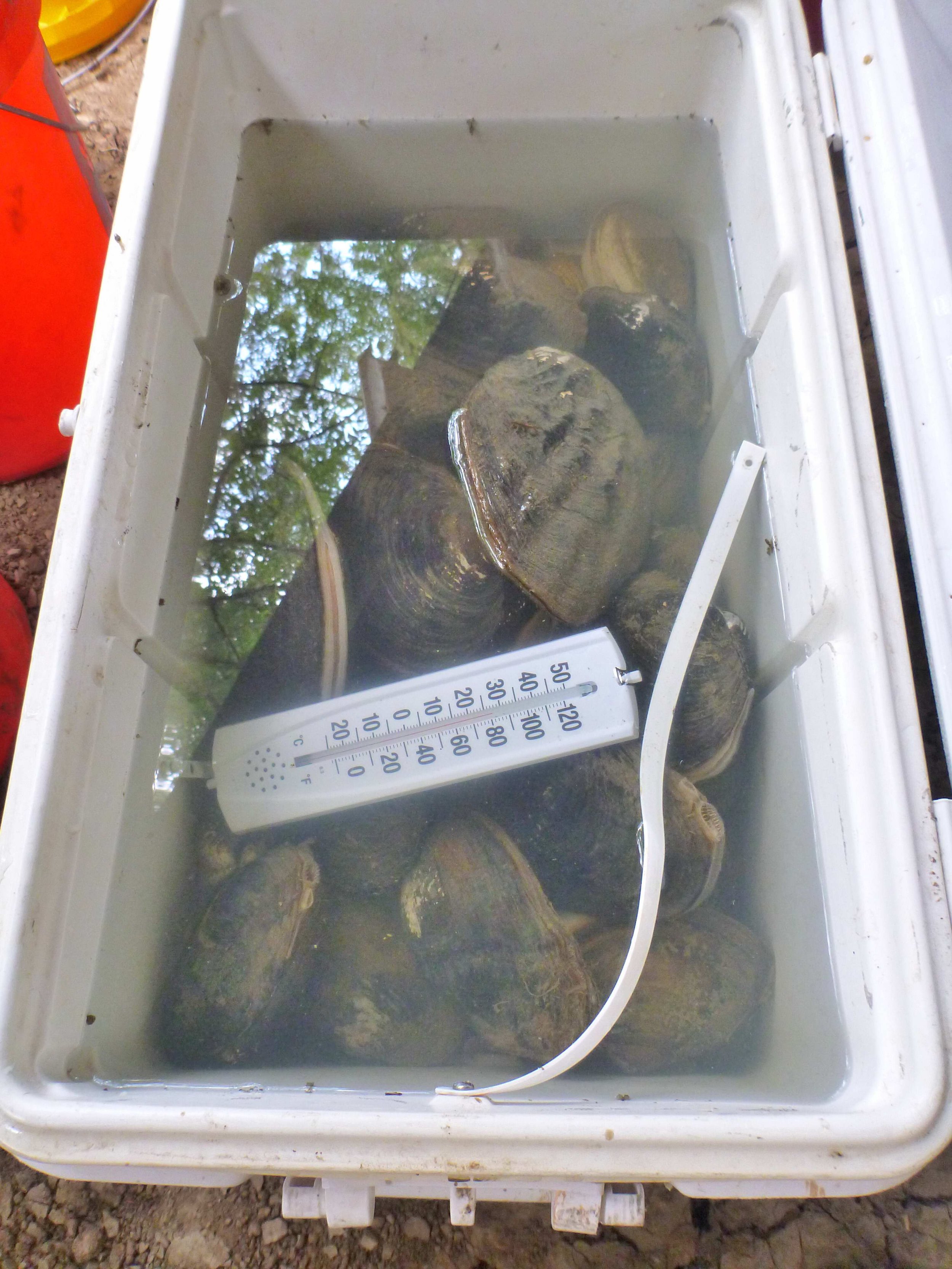 A white cooler filled with water containing several live mussels and a thermometer indicating temperature.