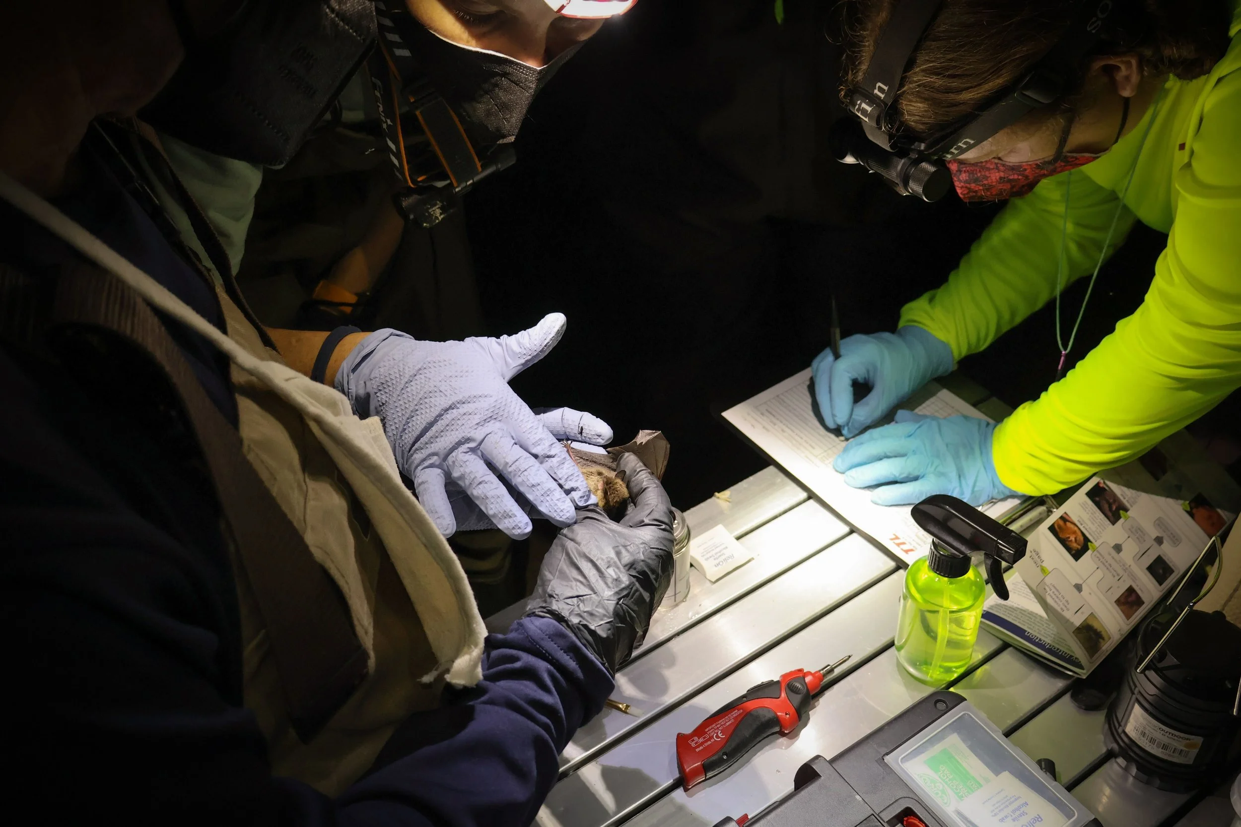 Evaluating the body condition of a bat captured in a mist net