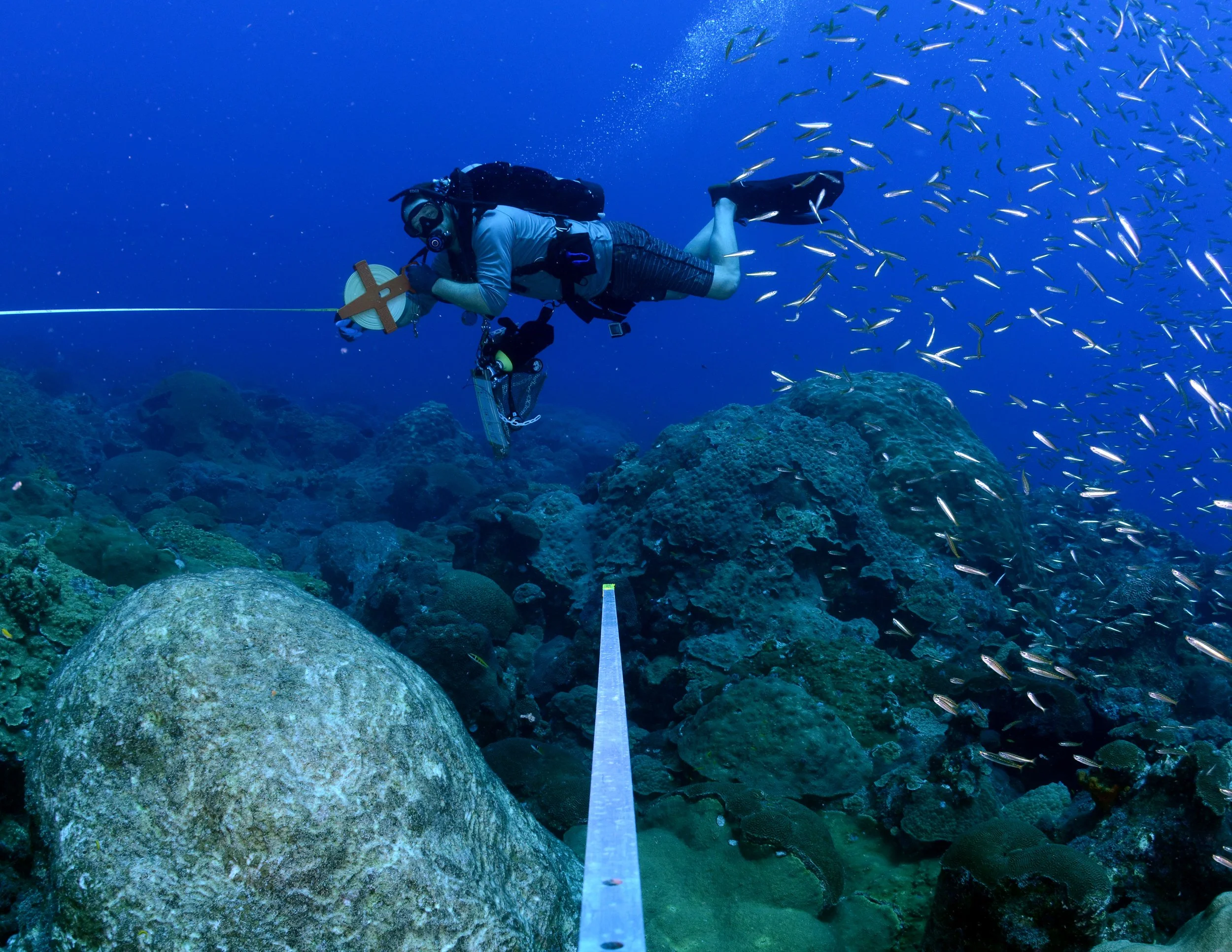 Reef surveys