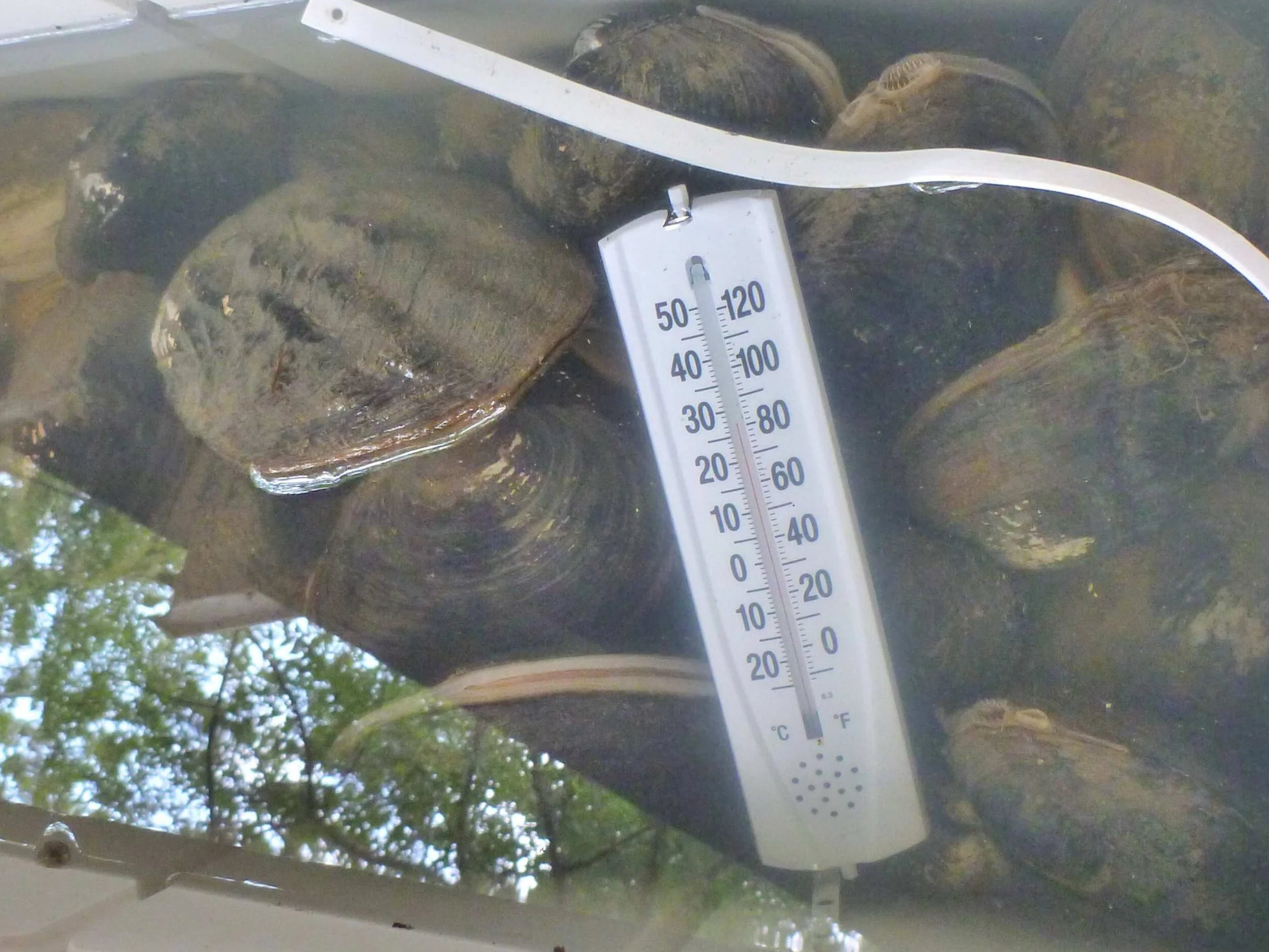 Freshwater mussels held in a water-filled tank with a thermometer during relocation from the Elm Fork of the Trinity River