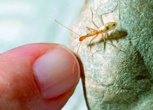 Rhadine exilis, a small pale ground beetle, on a rock beside a fingertip for scale