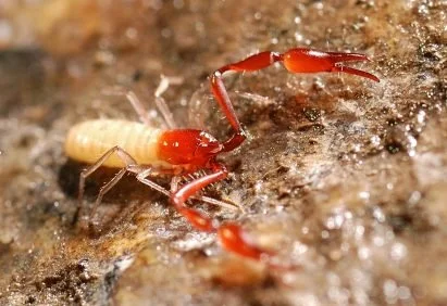A cave pseudoscorpion on a rock