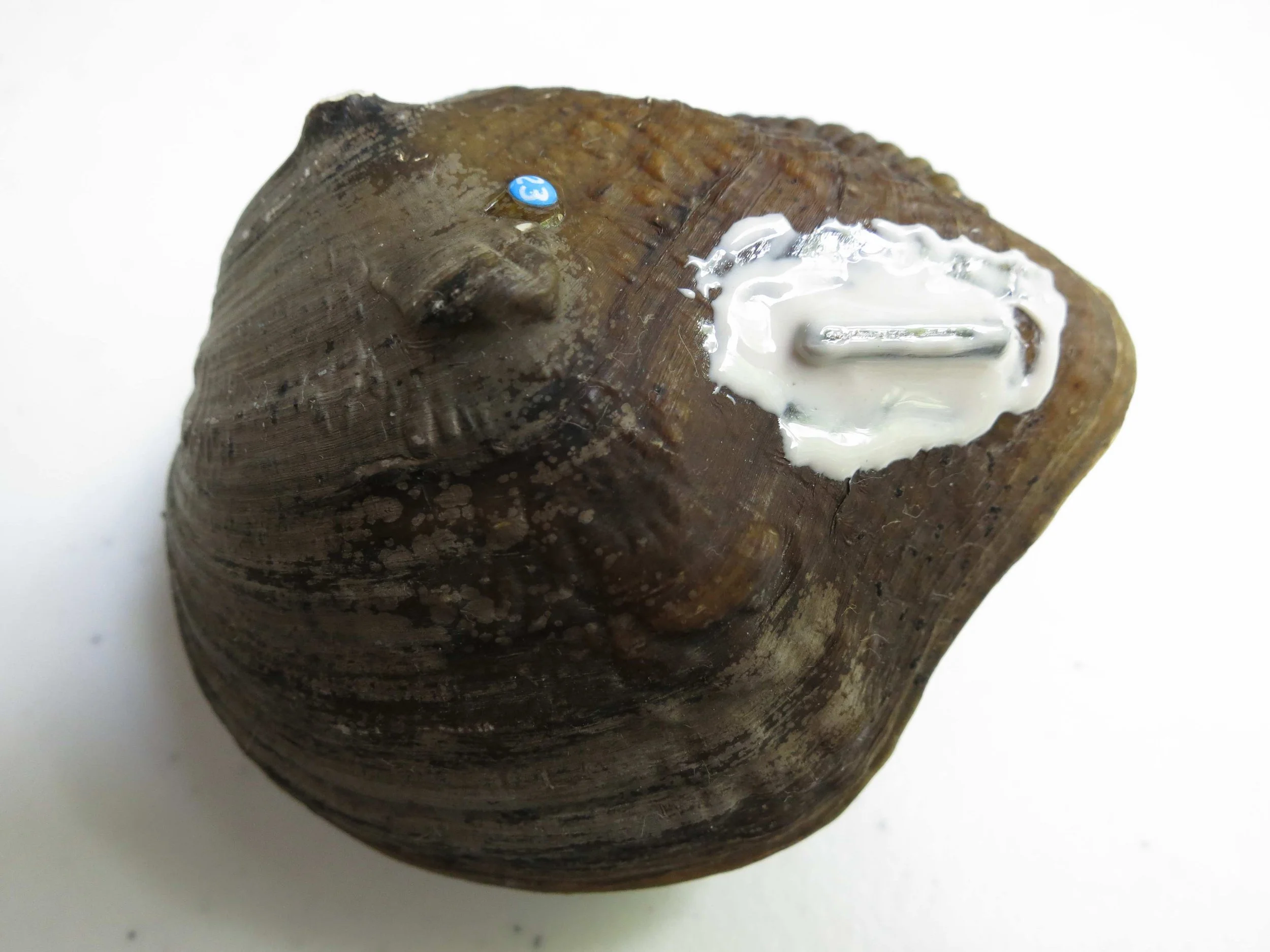 Close-up of a ceramic or wooden sculpture of a human face with a blue sticker on the forehead, mounted with a white plastic or metal pin through the eye area, against a white background.