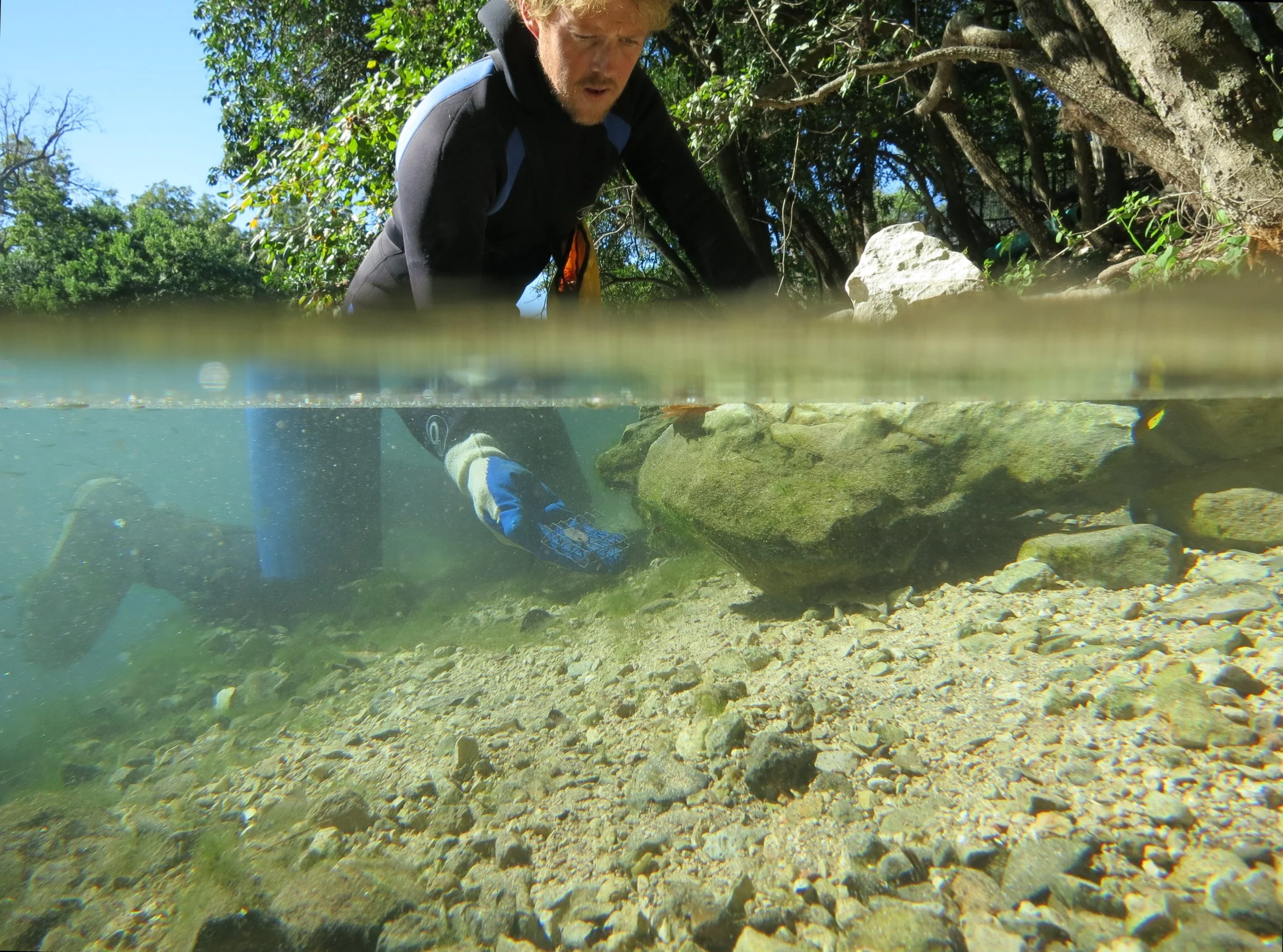 Comal Springs Riffle Beetle surveys 