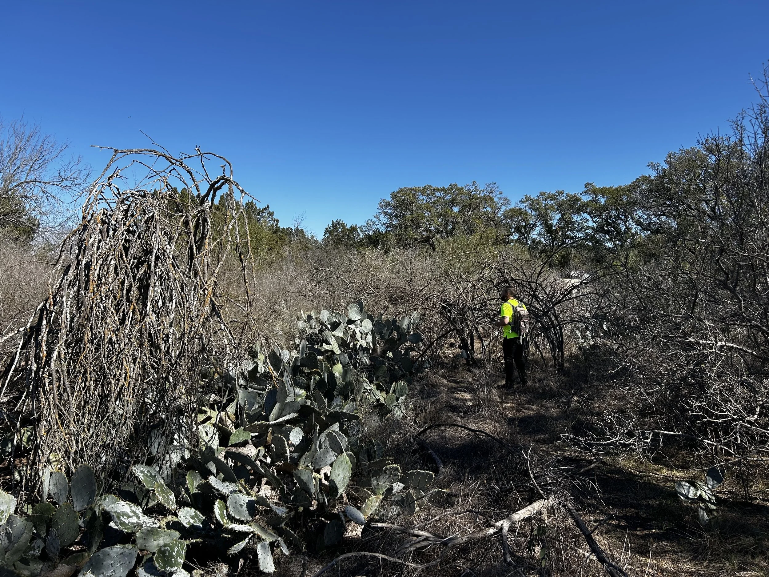 Zara scientist walking through brush and prickly pear during a Phase I Environmental Site Assessment site visit near Austin, Texas