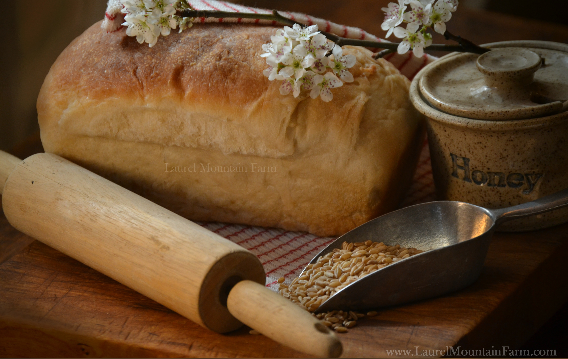 Laurel Mountain Farm