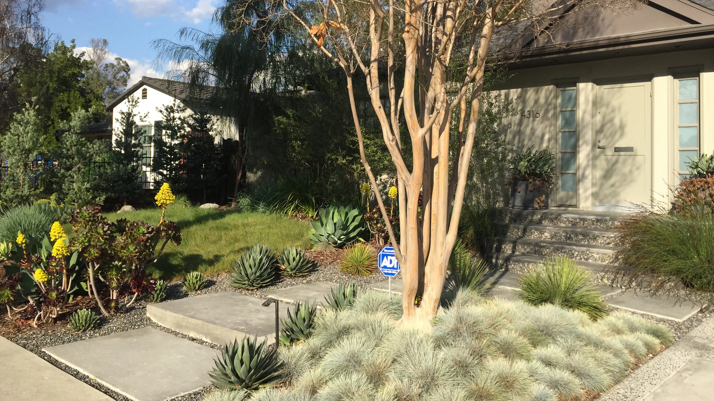 ront walkway bordered by Creeping Red Fescue, Cape Rush, and Icy Blue Podocarpus hedge.