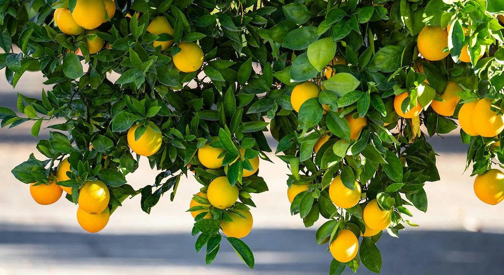 Drought Tolerant Dwarf Citrus Tree