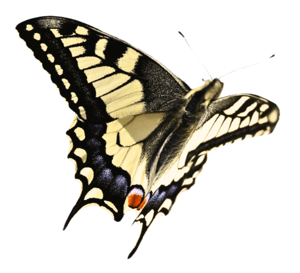 A butterfly with black, yellow, and blue wings with an orange and black spot on the lower wing, flying against a black background.