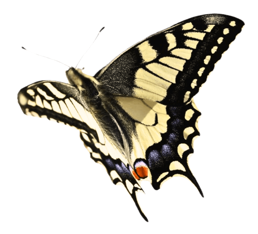 Realistic illustration of a swallowtail butterfly with yellow, black, and orange markings on its wings, isolated on black background.
